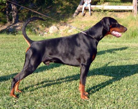 Prinz-Zico v. Alpha Nordic | Black Doberman Pinscher