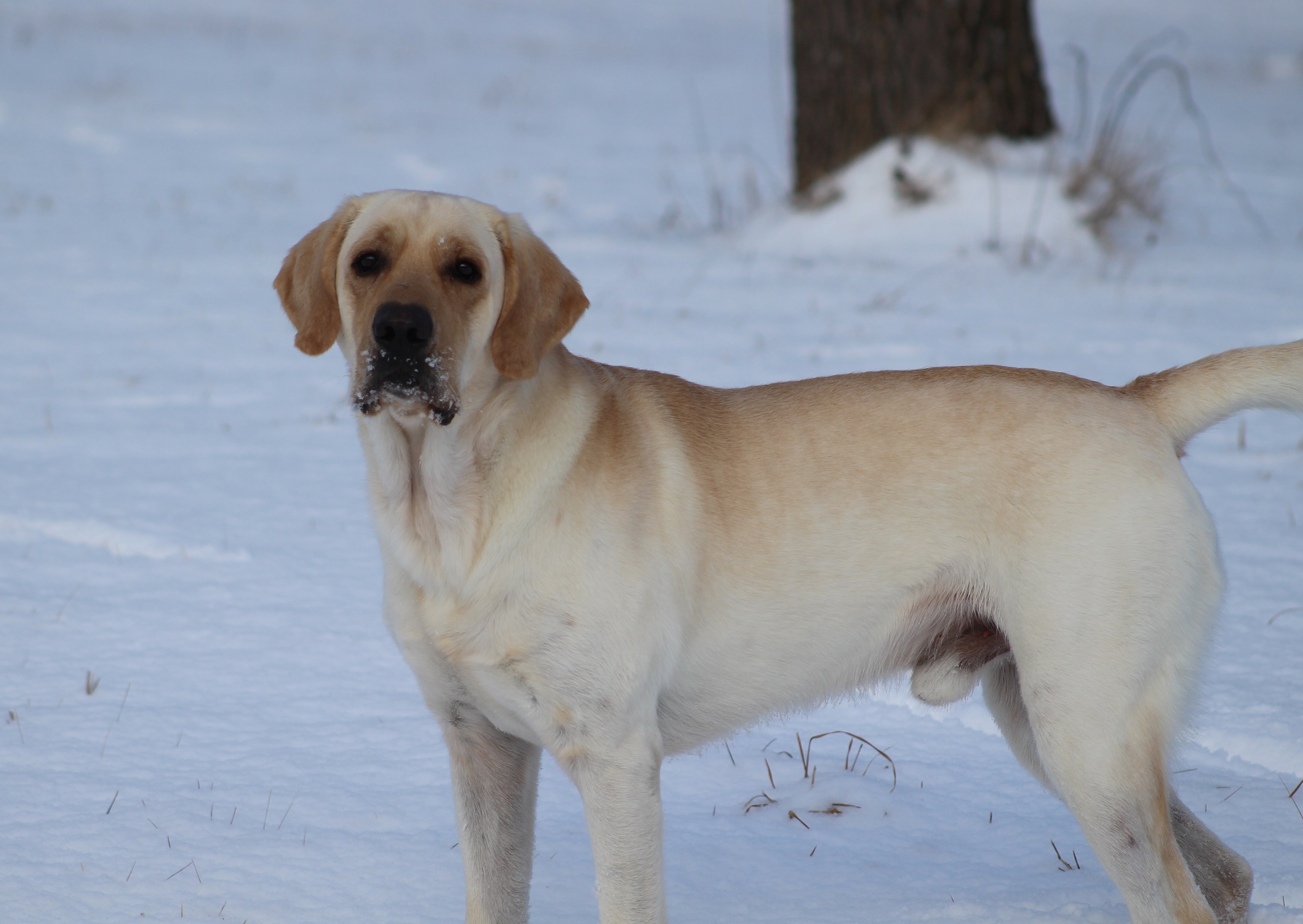 Bird Crazy Gun Dogs Home Run | Yellow Labrador Retriver