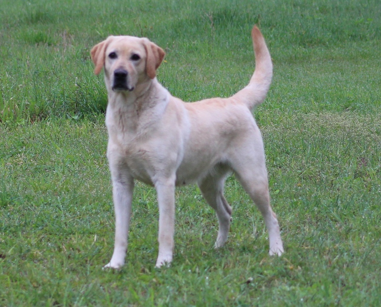 Bird Crazy Gun Dogs Get Lucky | Yellow Labrador Retriver