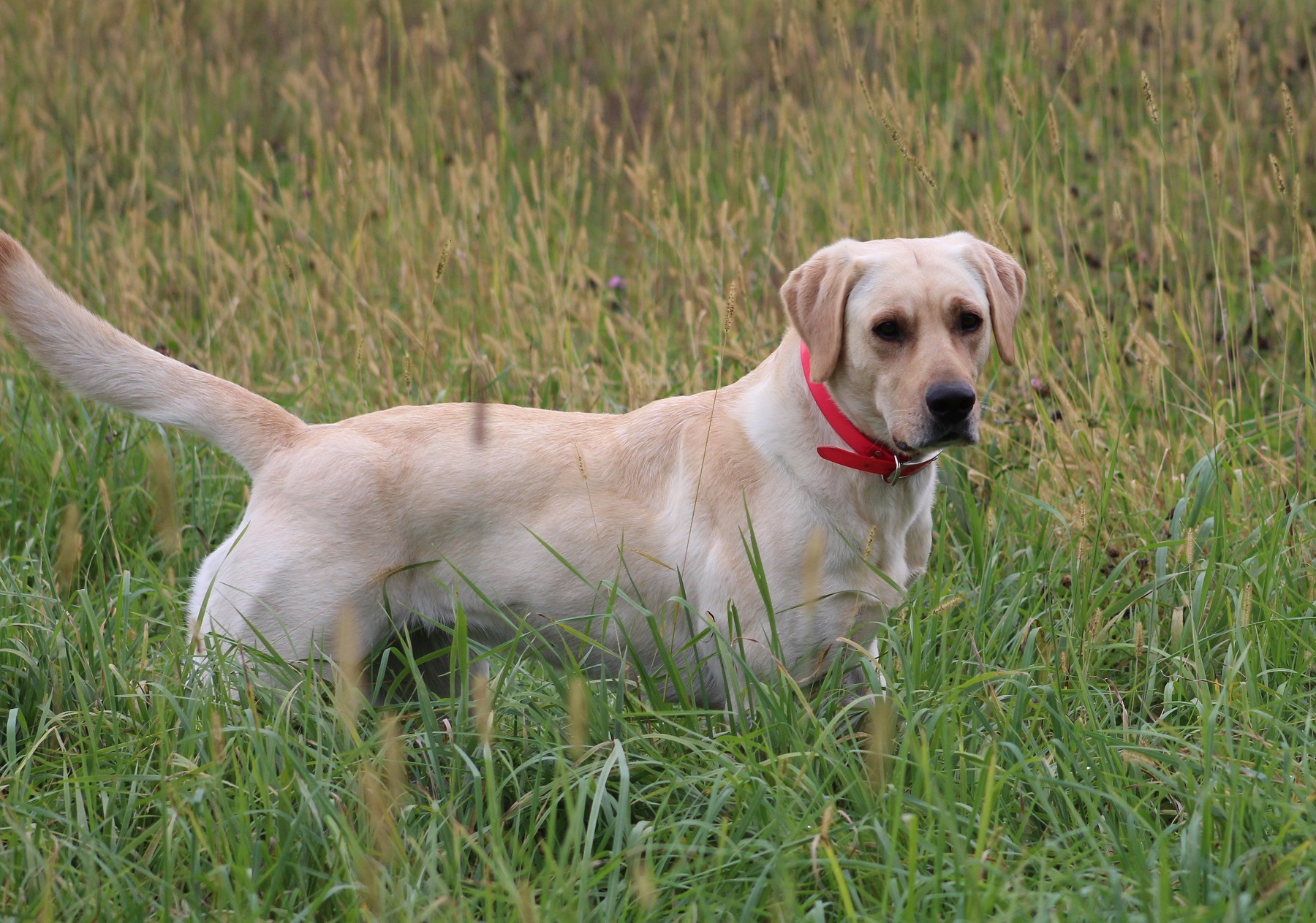 Bird Crazy Gun Dogs I'm No Princess | Yellow Labrador Retriver