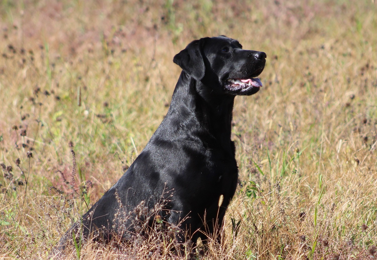 Bird Crazy Gun Dogs Eighties Lady | Black Labrador Retriver