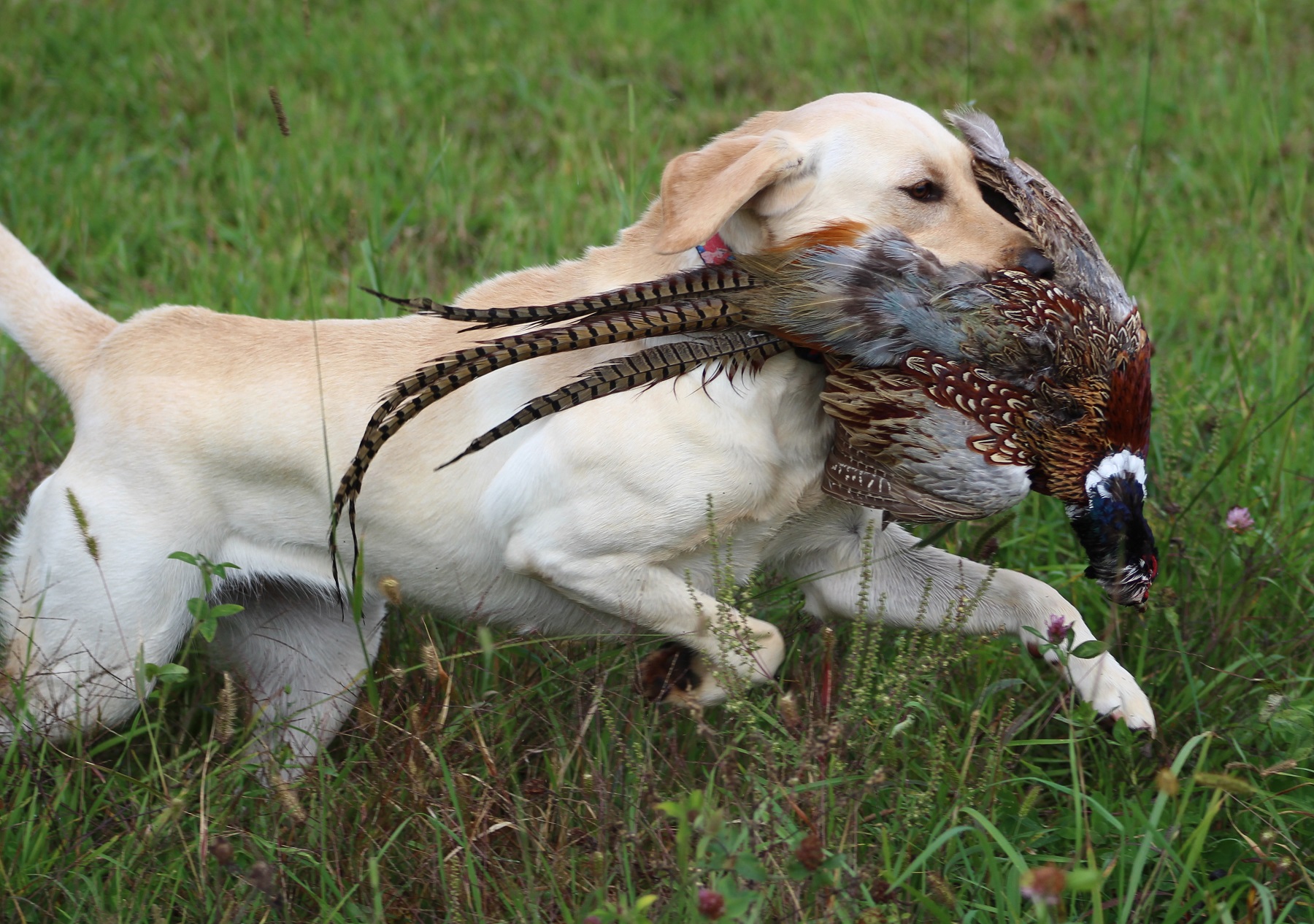 Bird Crazy Gun Dogs Carryin On | Yellow Labrador Retriver