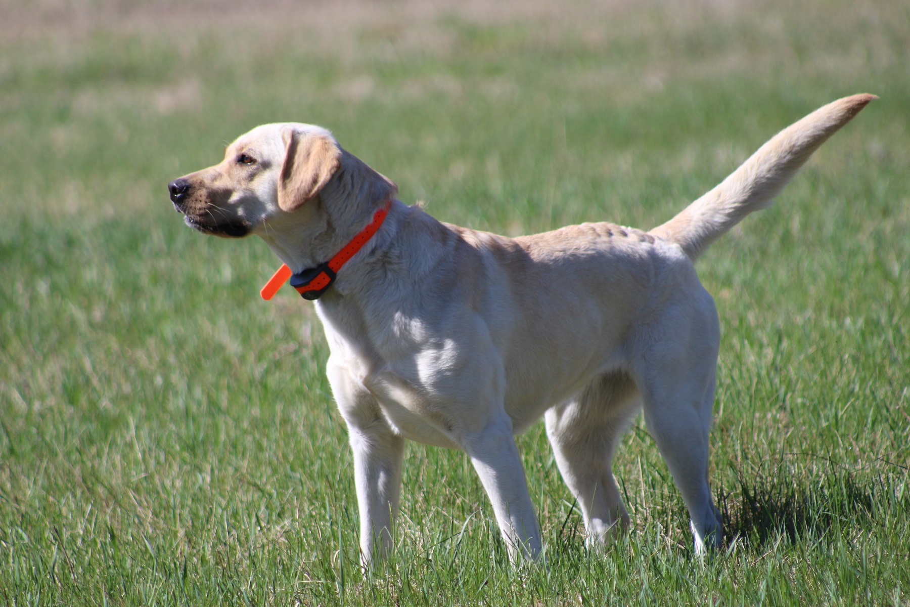 Bird Crazy Gun Dogs Nothin To It | Yellow Labrador Retriver