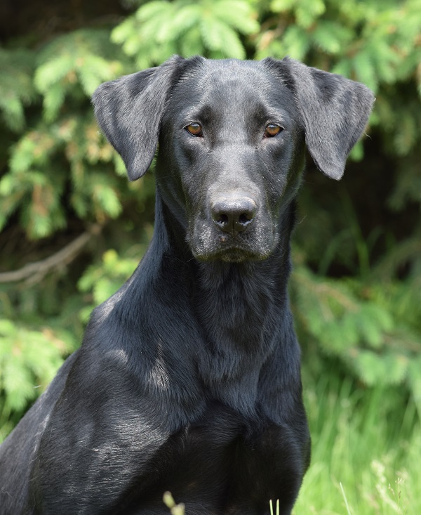 CPR High Calibers Playin' With Fire | Black Labrador Retriver