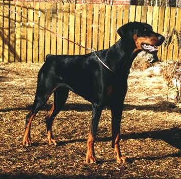 Fenja-Fabiola v. Alpha Nordic | Black Doberman Pinscher