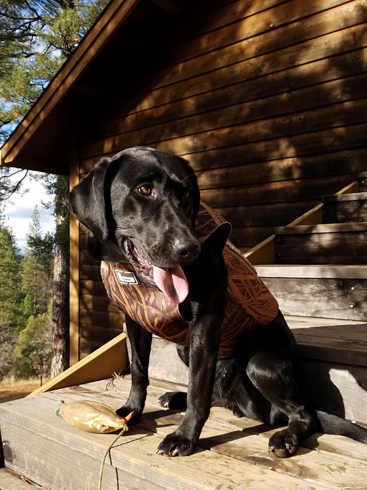 Miley Petunia | Black Labrador Retriver