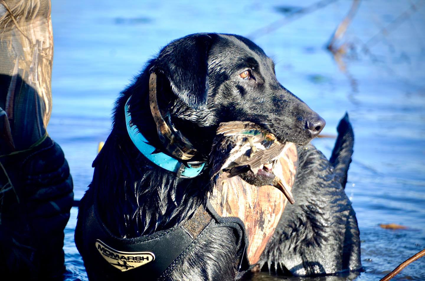 SHR Still Pond's Calling Shots At Rlr JH | Black Labrador Retriver