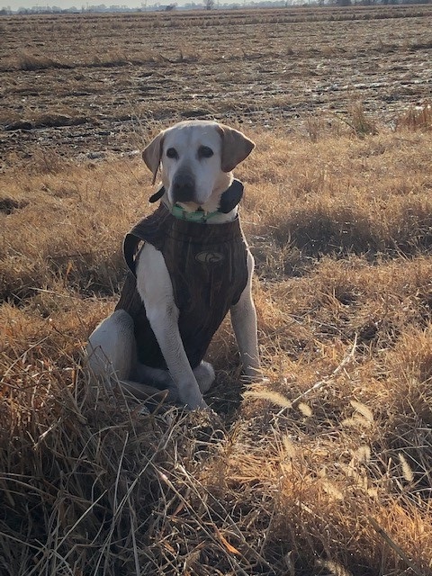 Shoal Bay’s Atm Withdrawal JH | Yellow Labrador Retriver