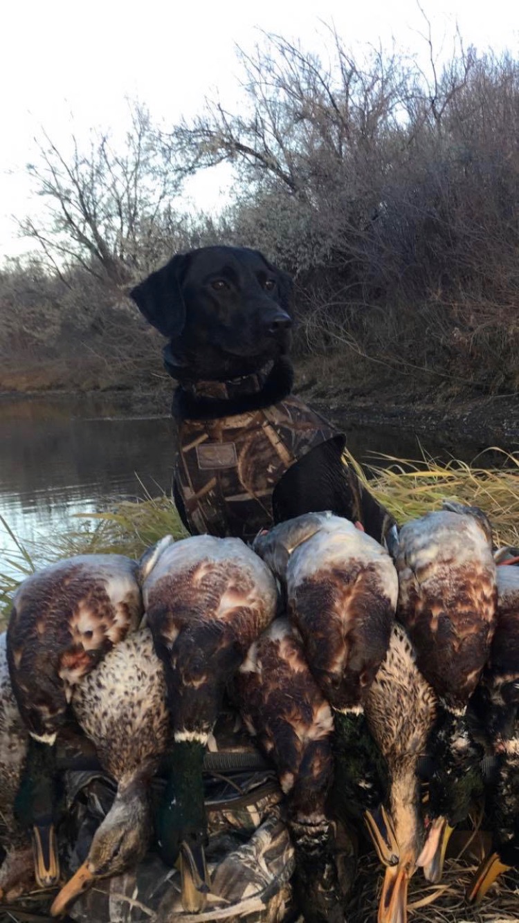 Rogers' Emma II | Black Labrador Retriver