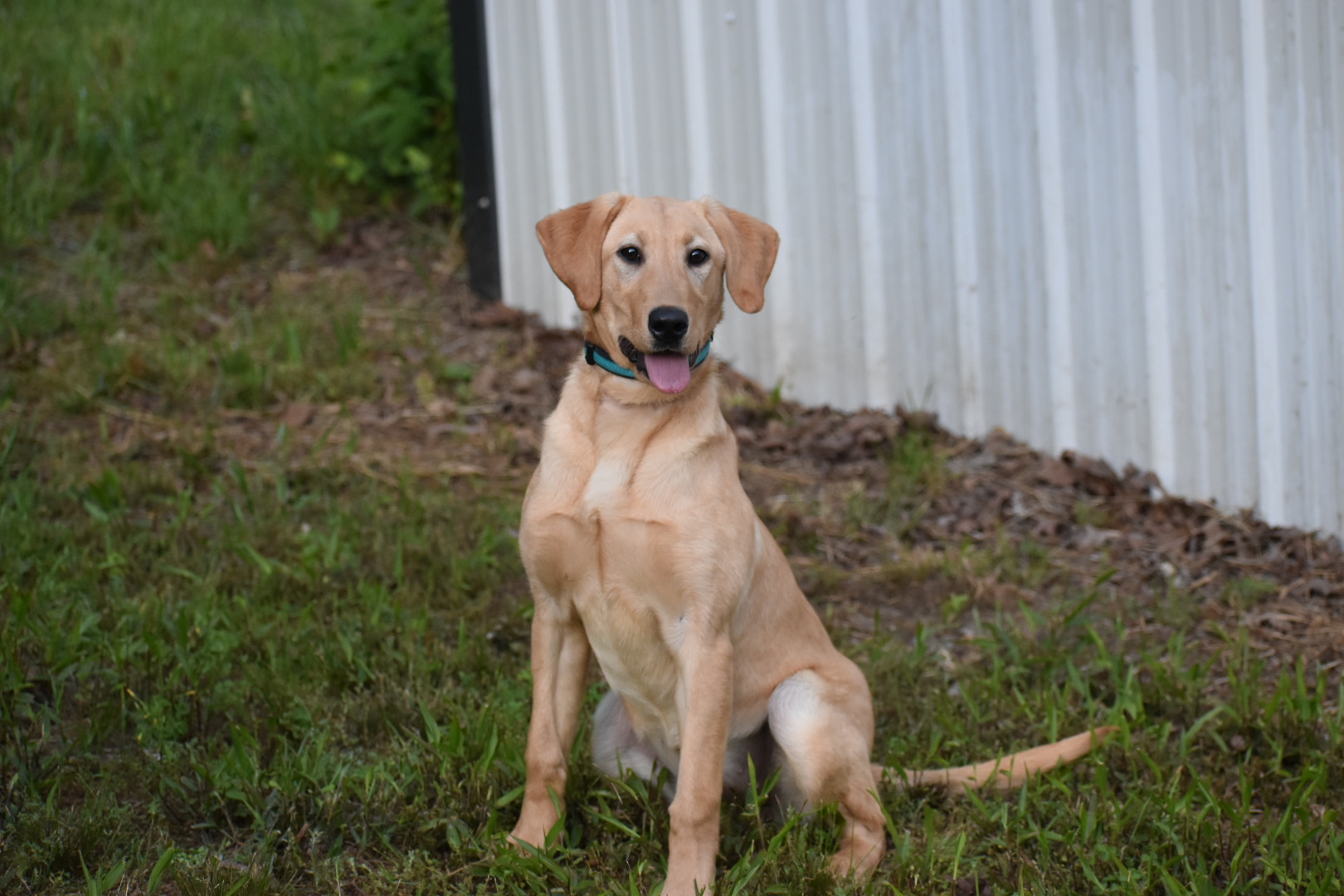 SHR Stateline Dixie Rose | Yellow Labrador Retriver