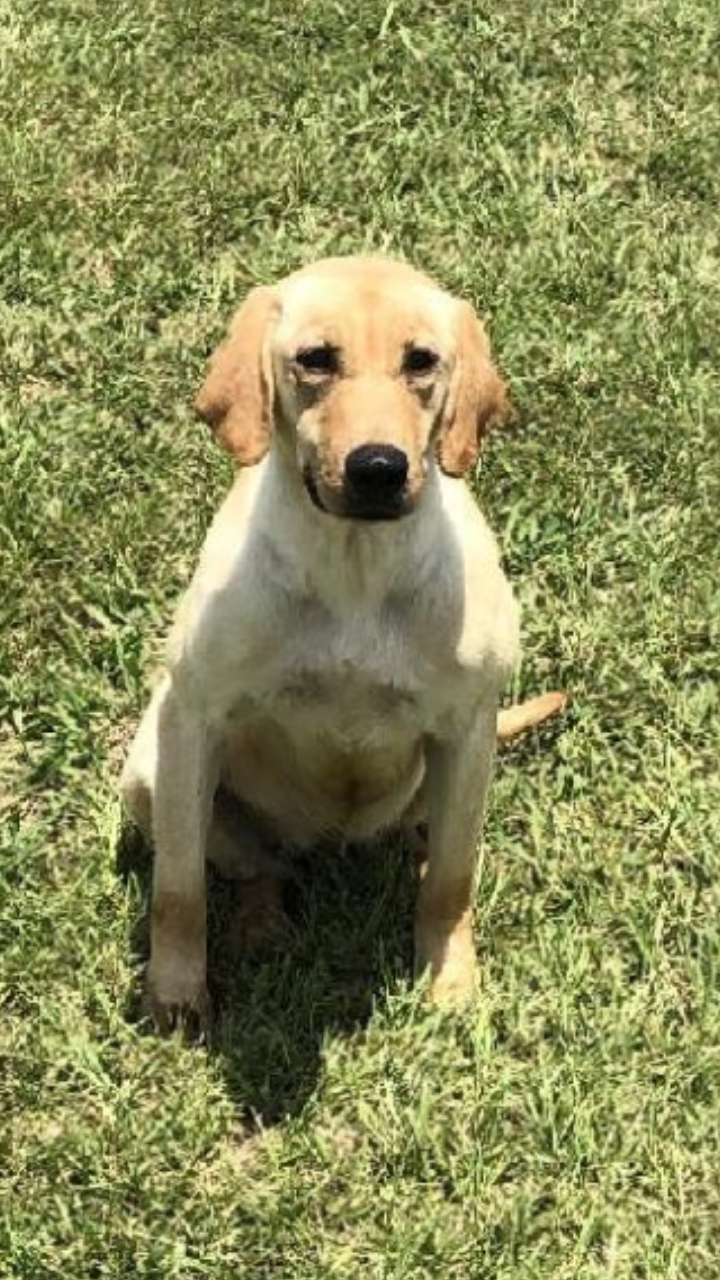 Bull Sprig Reap What You Sow | Yellow Labrador Retriver