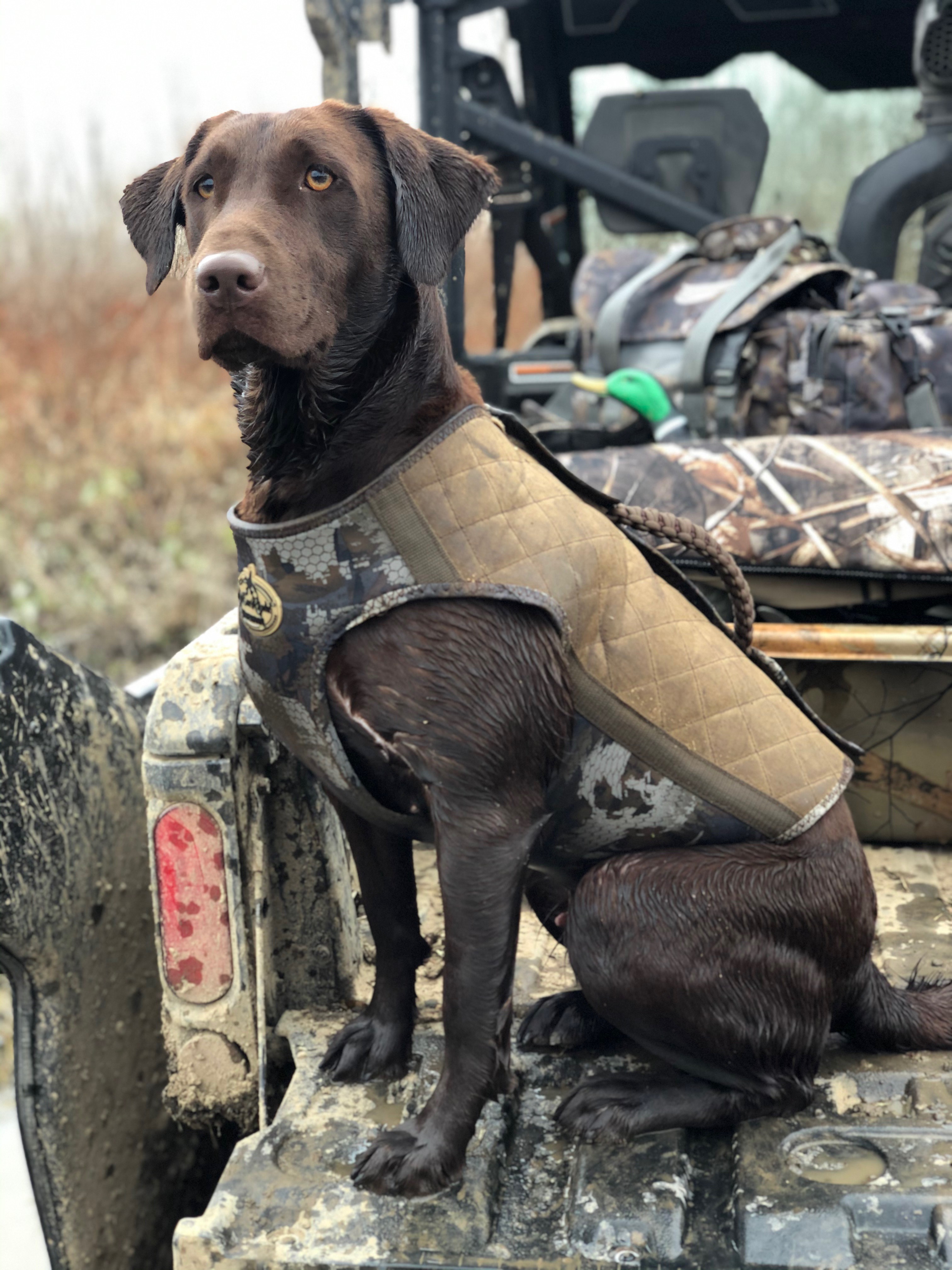 Kimber’s Katniss Delta Queen | Chocolate Labrador Retriver