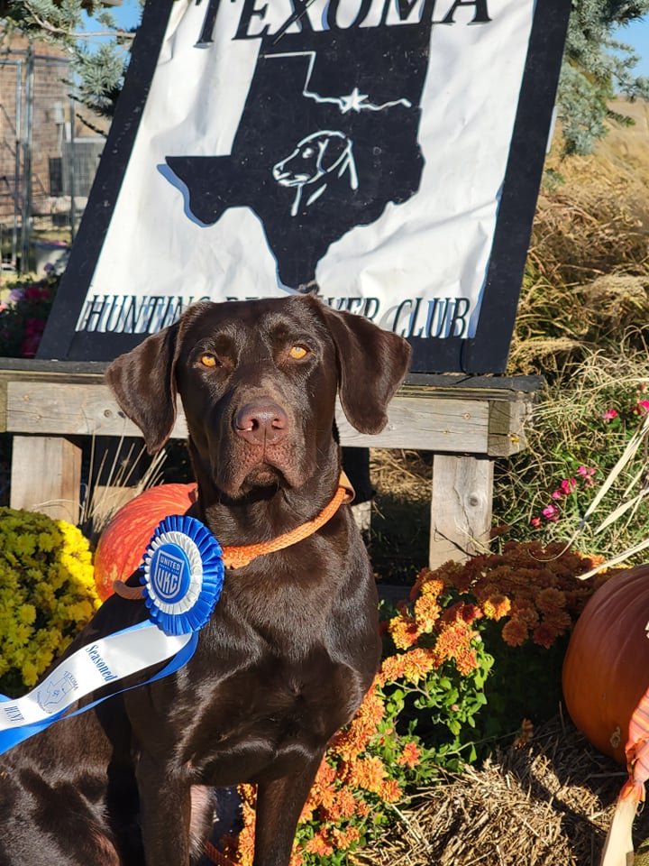 HR WyngMaster Yacht Rockin Cosmo JH | Chocolate Labrador Retriver