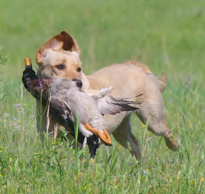 SHR Y-Farms Ragin' Golden Sunshine on the Geaux JH | Yellow Labrador Retriver