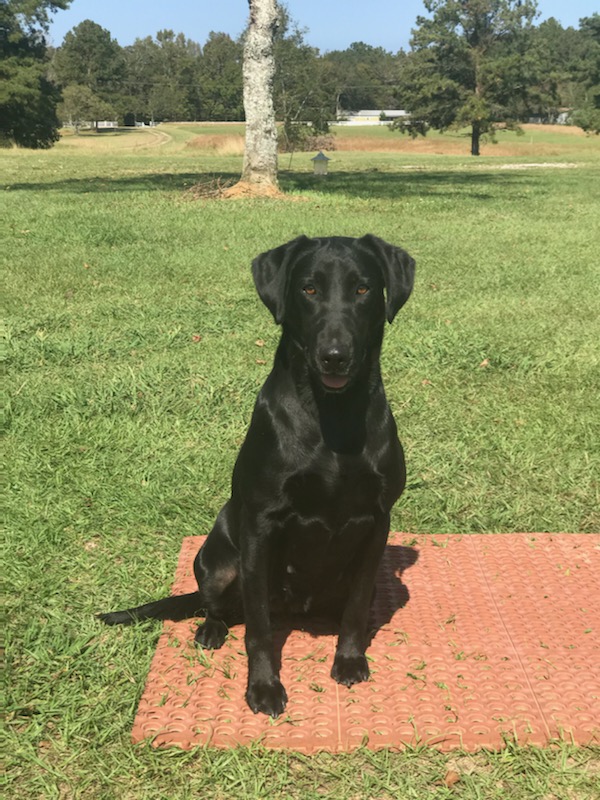 HRCH Razin Cane’s Ryders Lucky Storm | Black Labrador Retriver