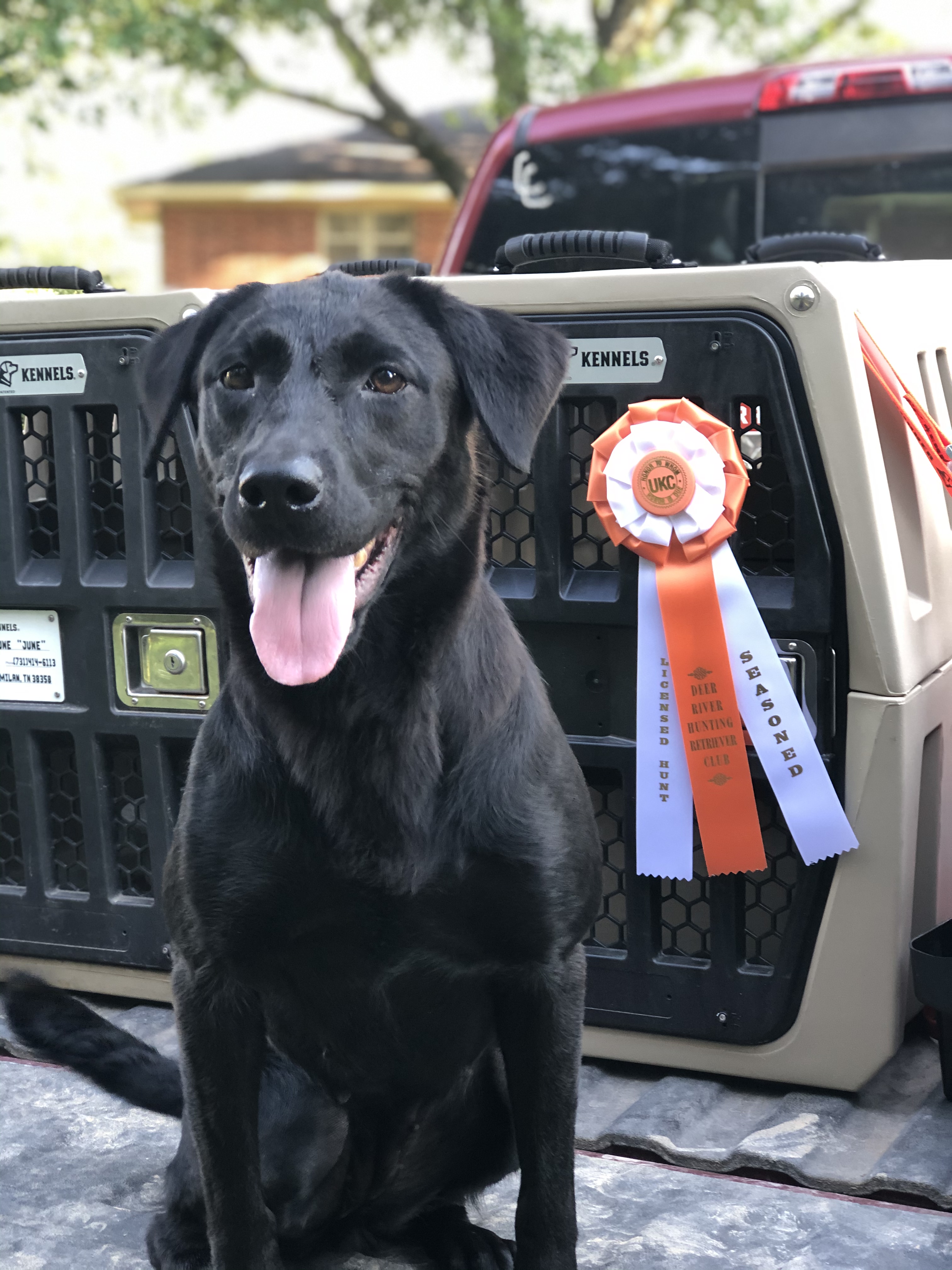 HR D's Little Miss June | Black Labrador Retriver