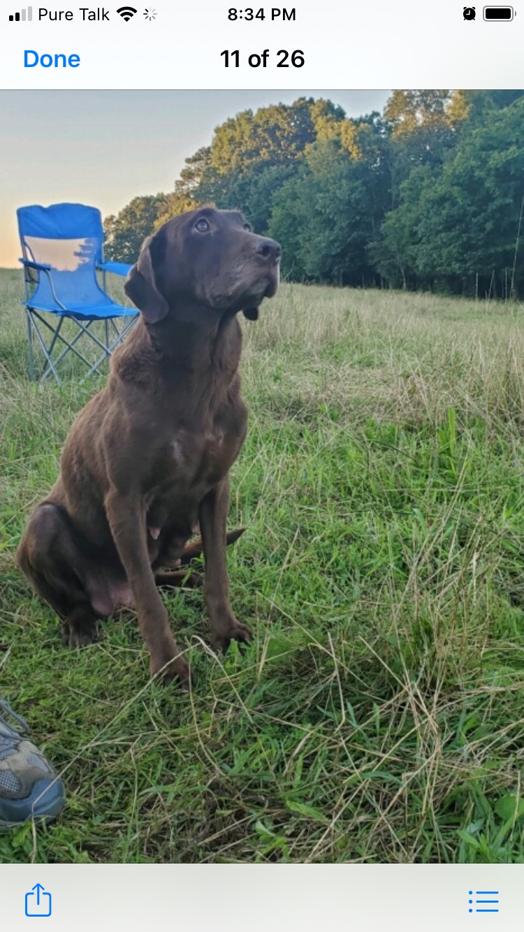 HRCH  Hardy Lakes Homeboy Gypsy | Chocolate Labrador Retriver