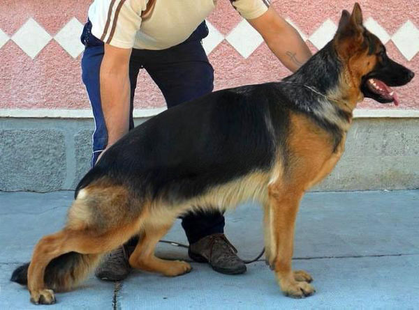 Evita von  Team Allenstein | German Shepherd Dog 