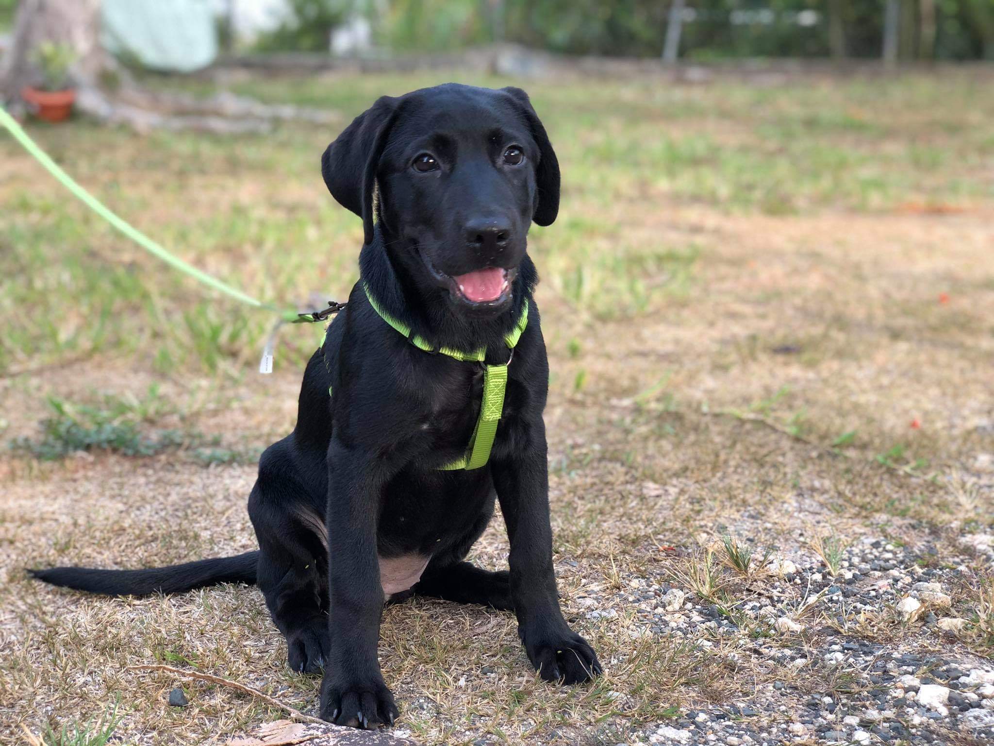 Möet Artemisa | Black Labrador Retriver