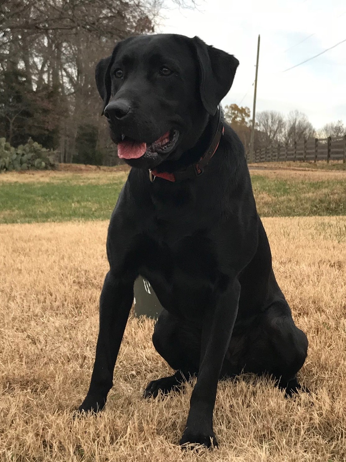 HR Hf's Georgialina First Shot | Black Labrador Retriver