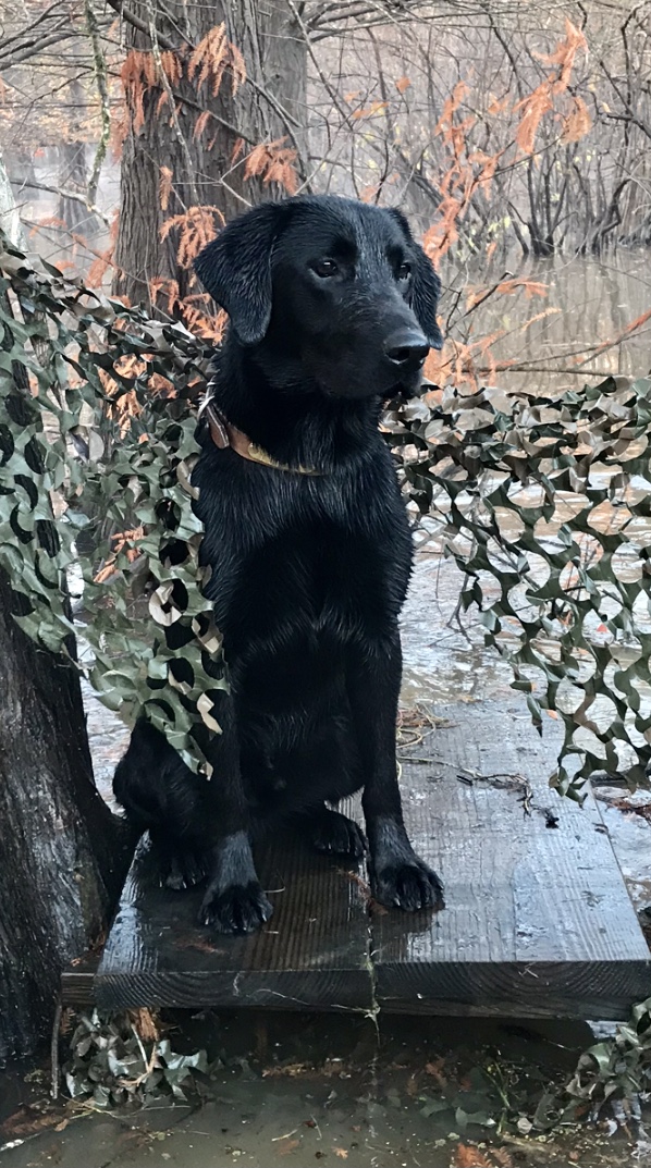 HRCH 'PR'  Dry Creek's Walking On Water | Black Labrador Retriver