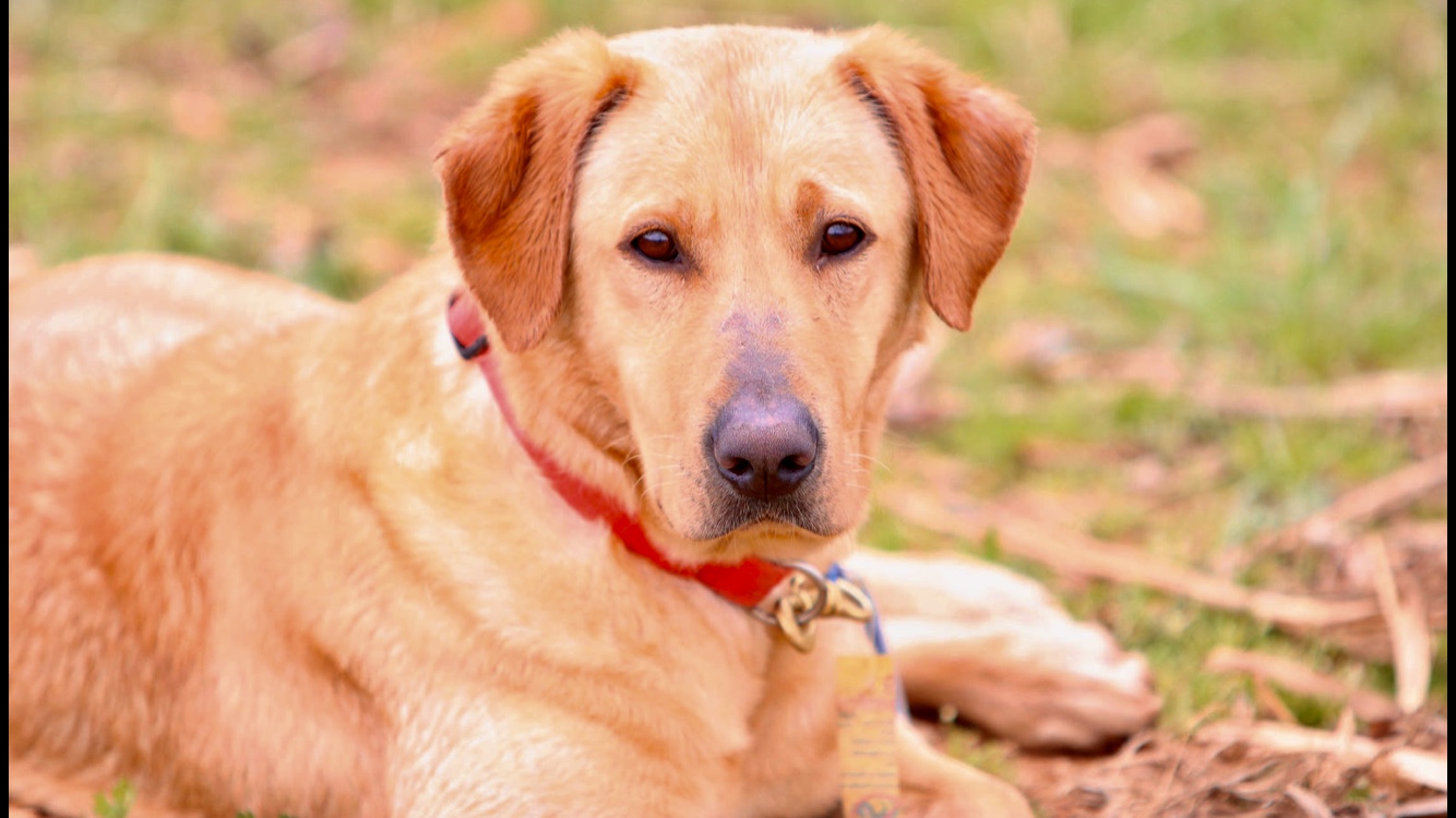 HRCH Grady N Hardscrabble's Lady Pippa MH | Yellow Labrador Retriver