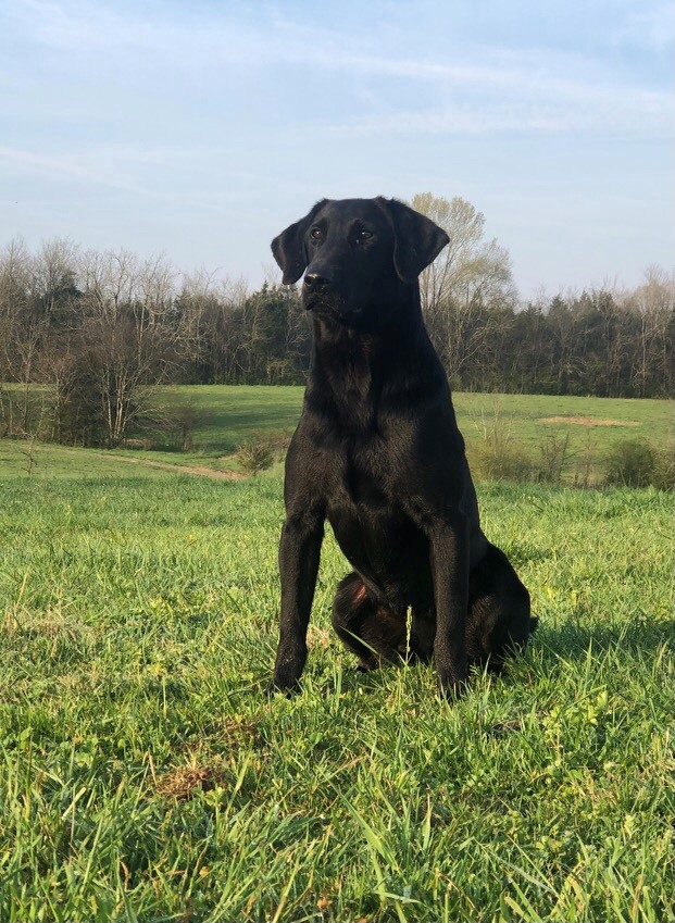 Hawkeye N Bluegoose's Legend MH QAA | Black Labrador Retriver