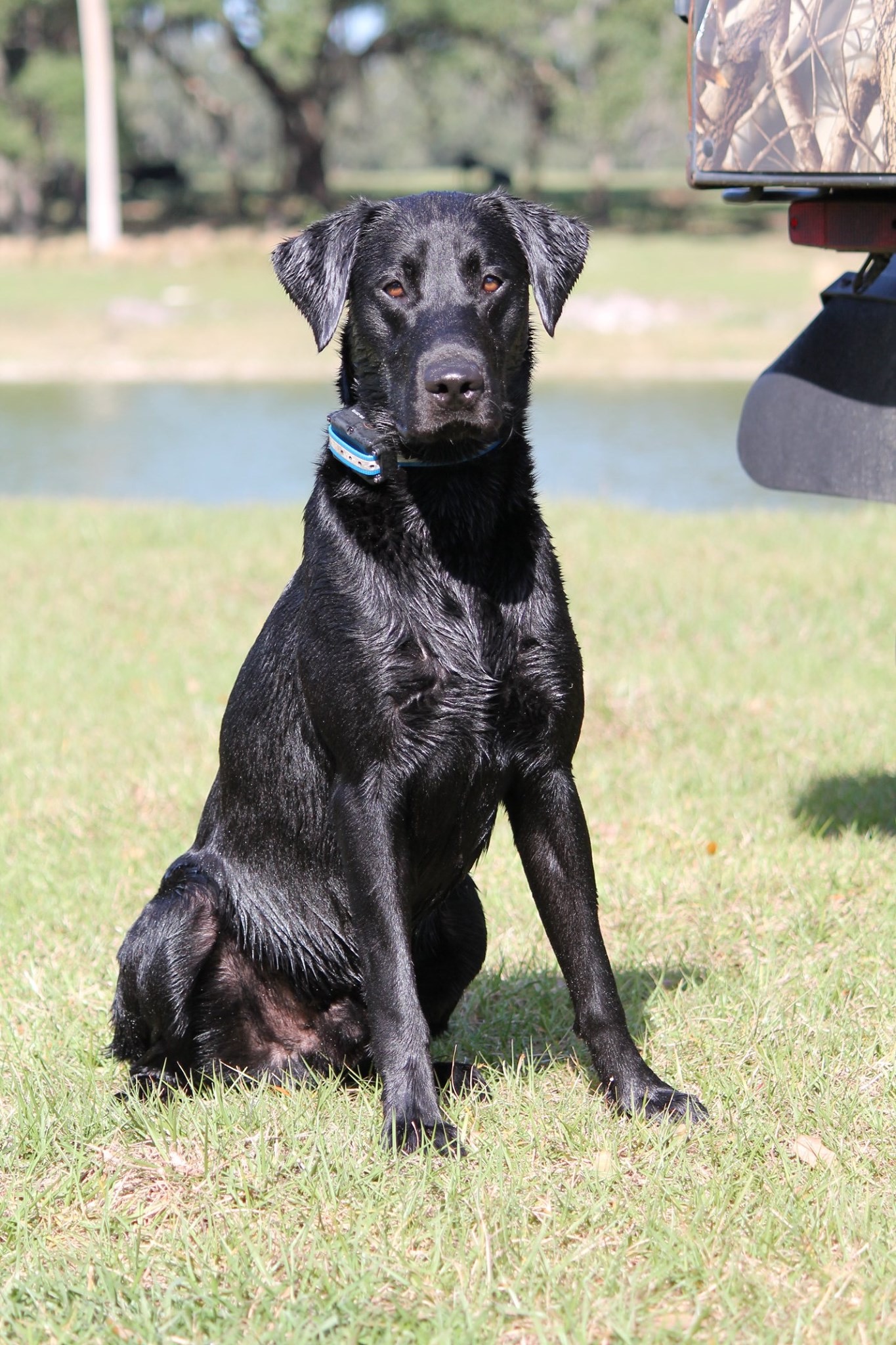 Docs Peach Of A Hand Mh | Black Labrador Retriver