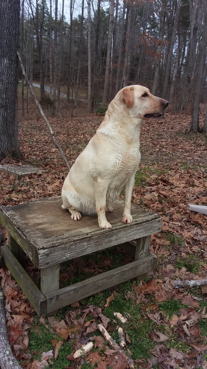 Amber Run Lonesome Pine | Yellow Labrador Retriver