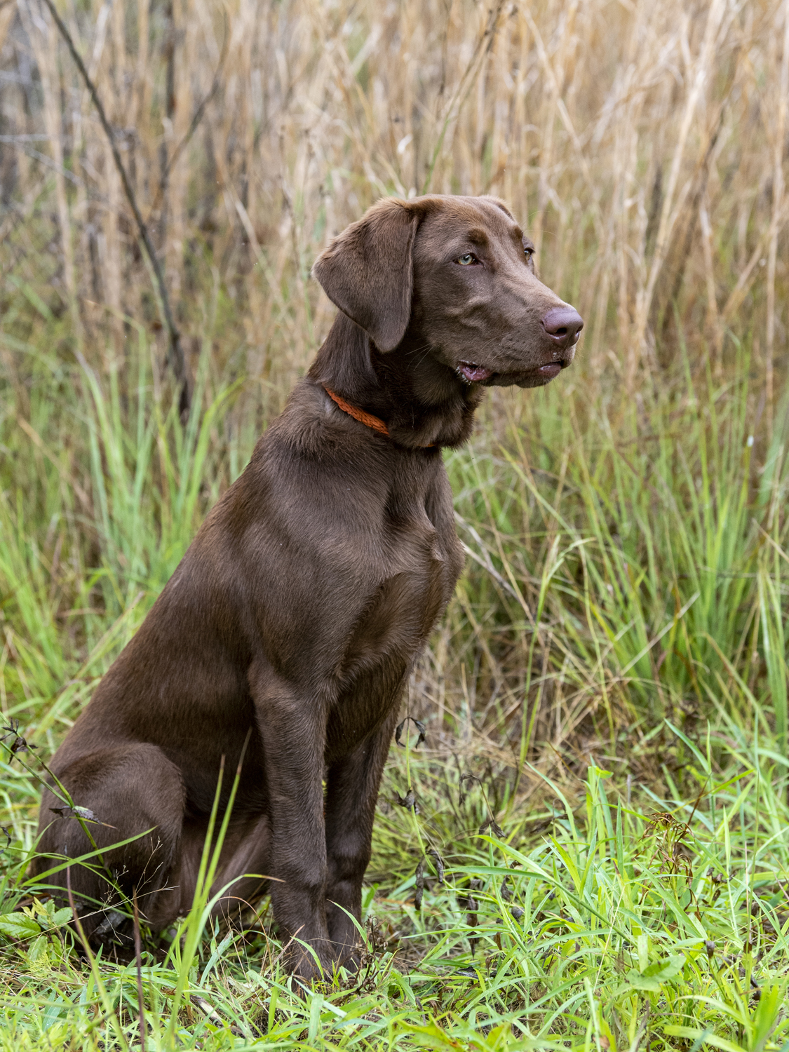 Bourbon Country’s Blue Ribbons And White Socks NDL | Chocolate Labrador Retriver