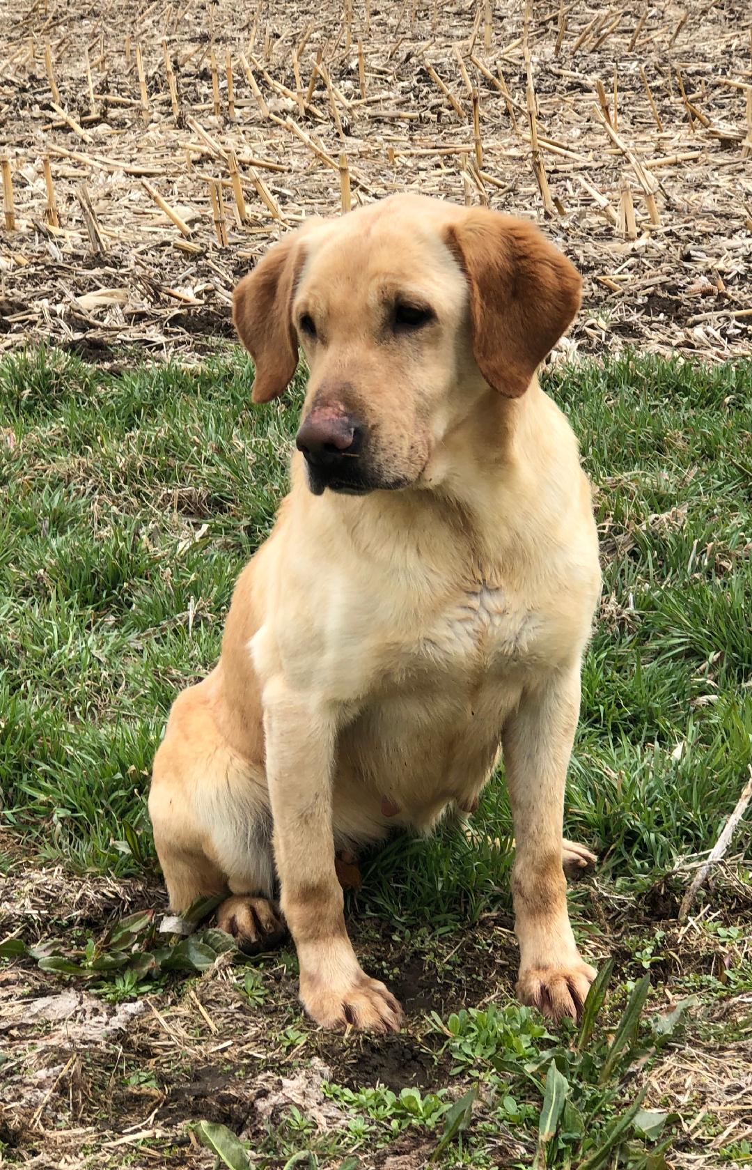 Eichhorn’s Foursixteen Rigby | Yellow Labrador Retriver