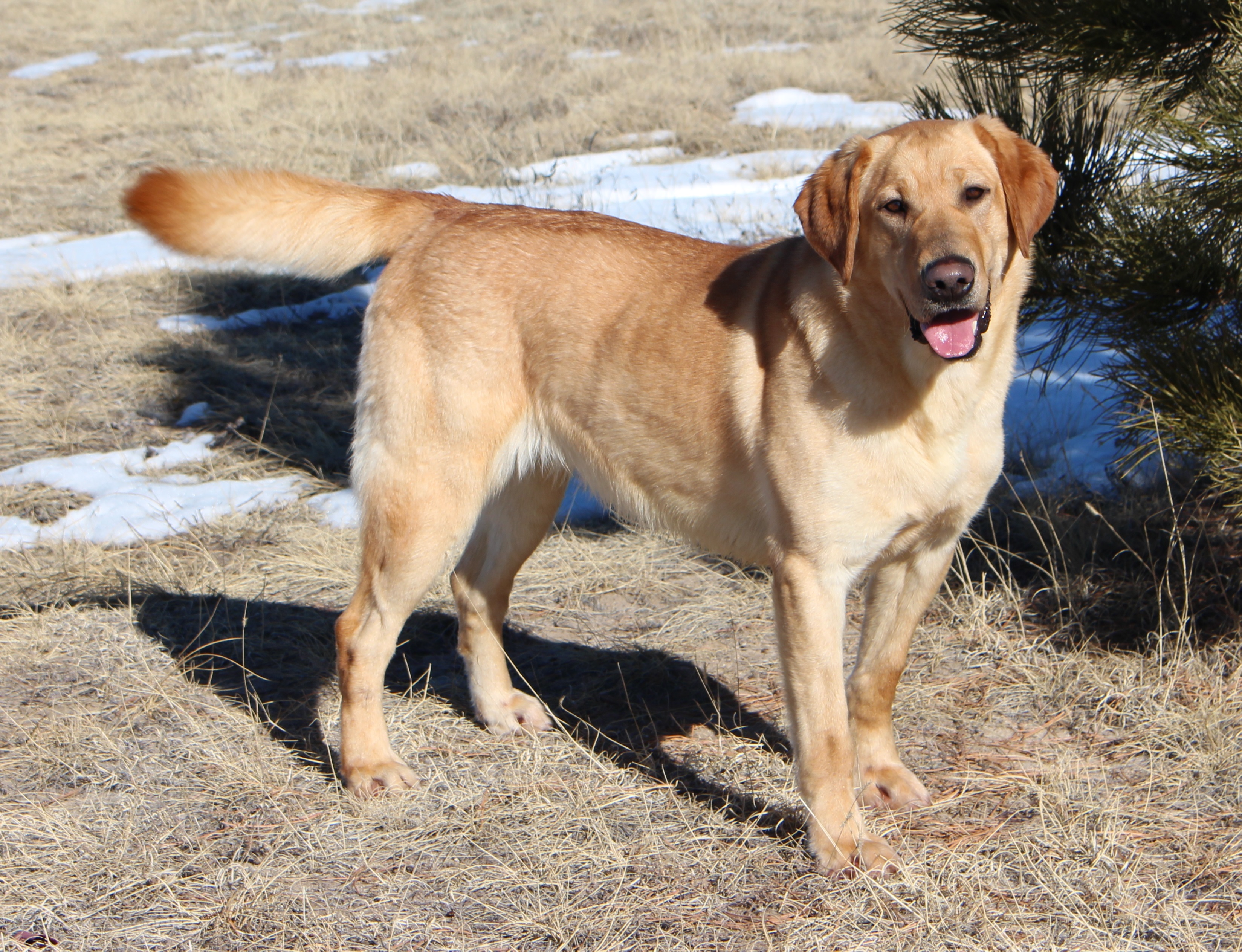 Eichhorn’s Brook Mobile | Yellow Labrador Retriver