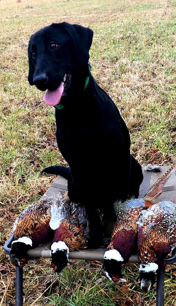 SHR Defender's Tiger By The Tail JH | Black Labrador Retriver