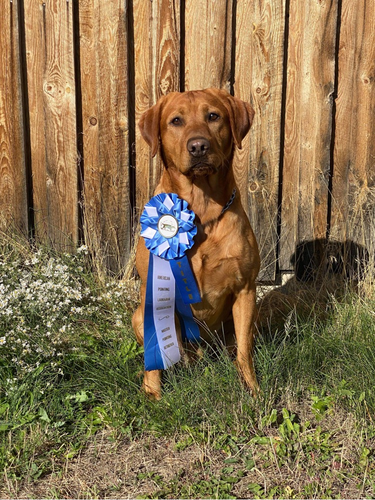 1.5XGMPR HR Ole Red Chesney At Kreger Lake SH | Yellow Labrador Retriver