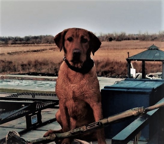 1.5XGMPR HR Ole Red Chesney At Kreger Lake SH | Yellow Labrador Retriver