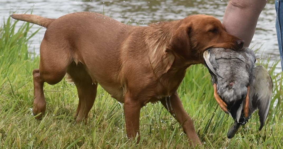 APR Lights The Night At Kreger Lake Luna | Yellow Labrador Retriver