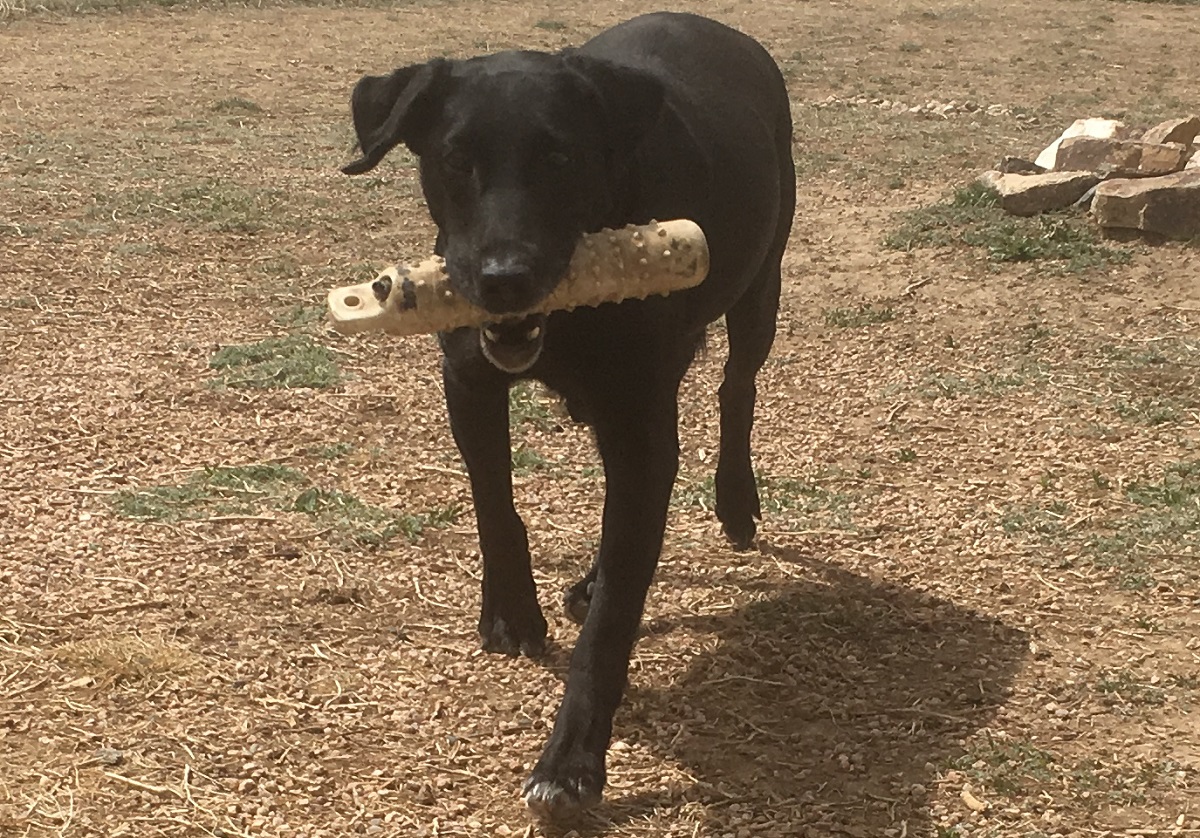 Eichhorn’s Lady Remington | Black Labrador Retriver