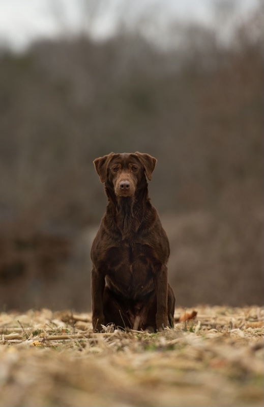 Rockytops Troublesome Mountain Dew | Chocolate Labrador Retriver