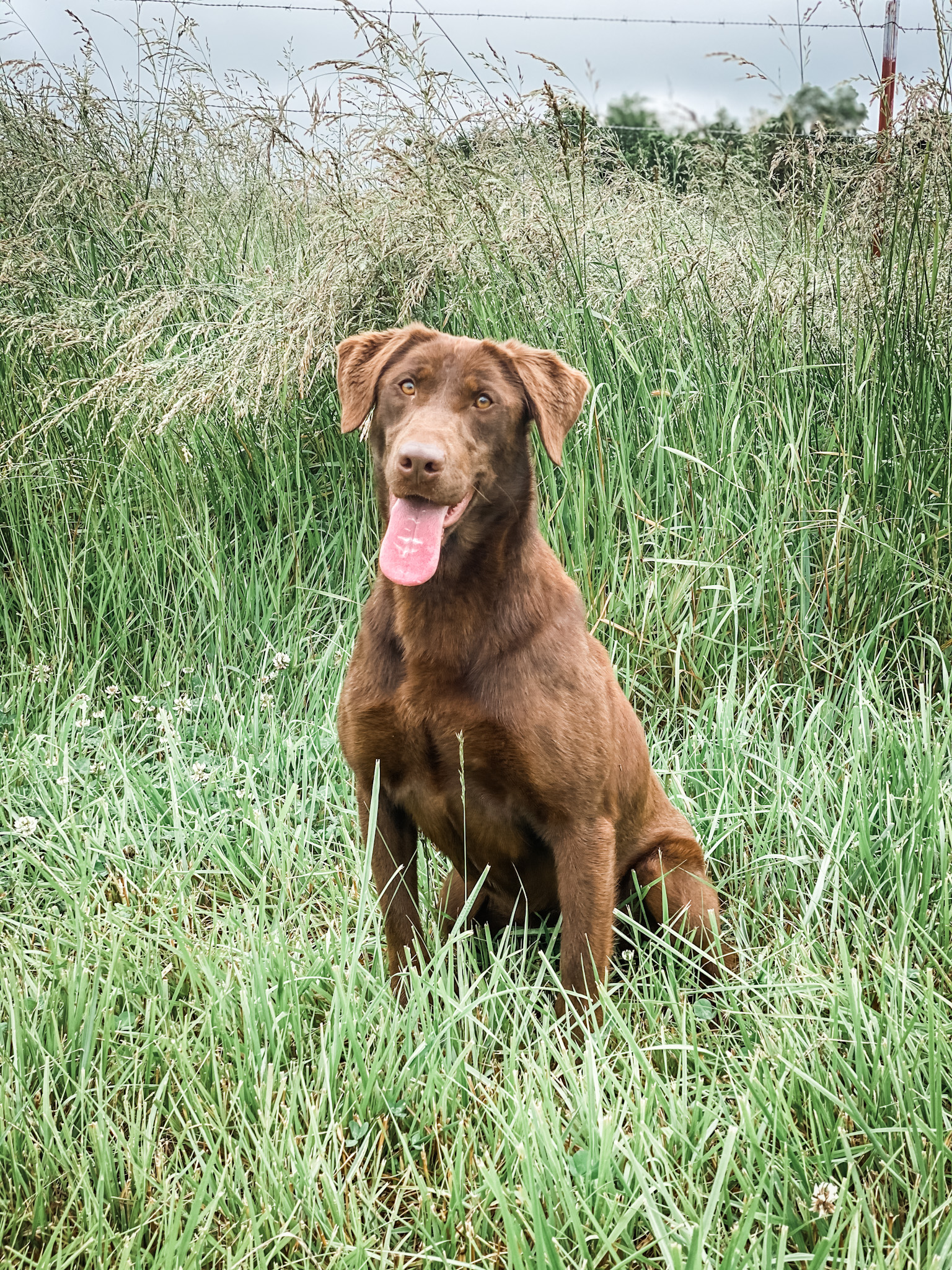 Rockytops Troublesome Mountain Dew | Chocolate Labrador Retriver