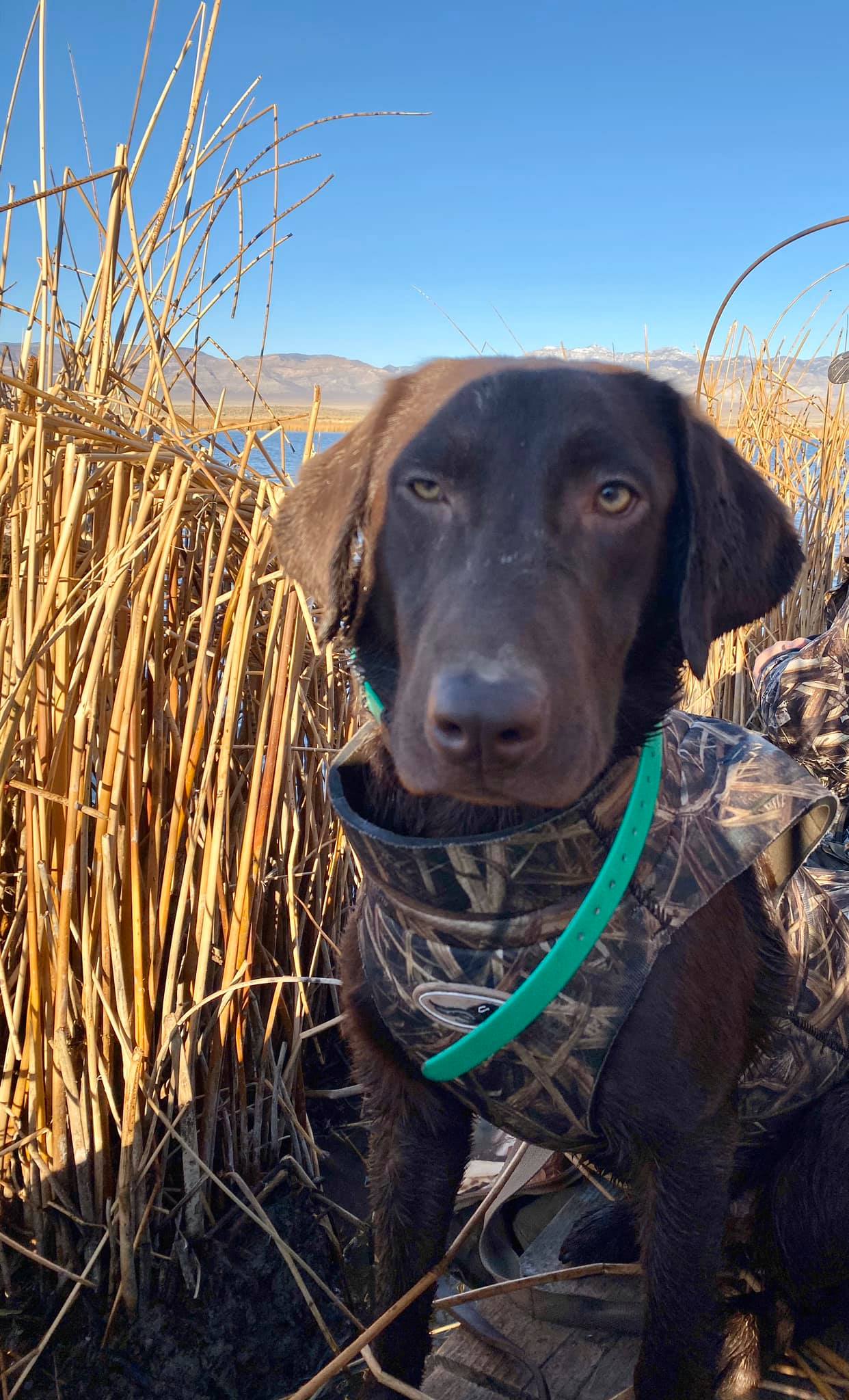 Annie Belle Greater Storm JH | Chocolate Labrador Retriver