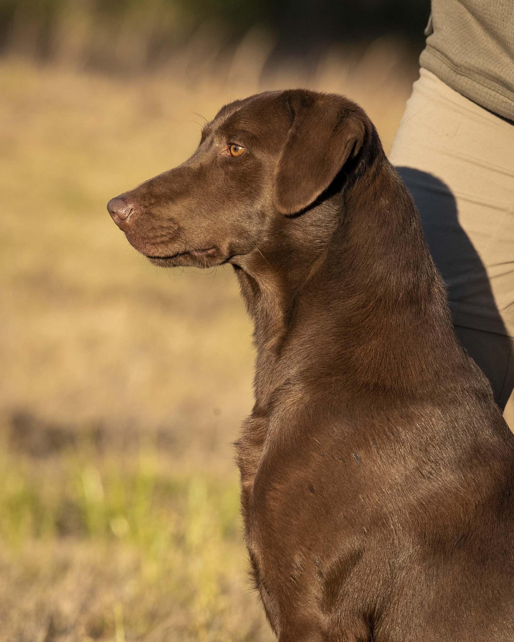 HRCH Colaparchee Renegade MH | Chocolate Labrador Retriver