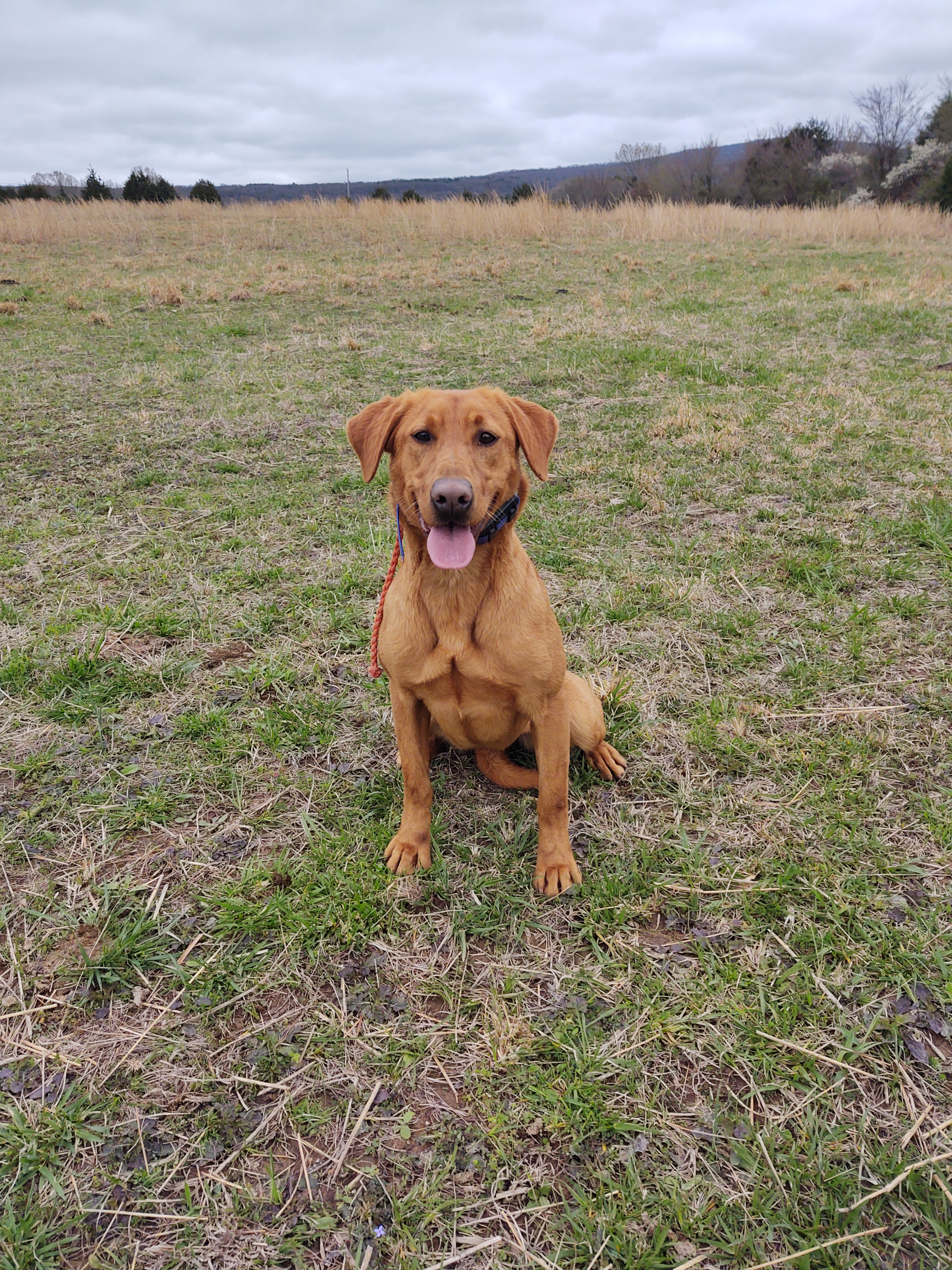 HR Fowlplay's Fruits And Nuts Girl | Yellow Labrador Retriver