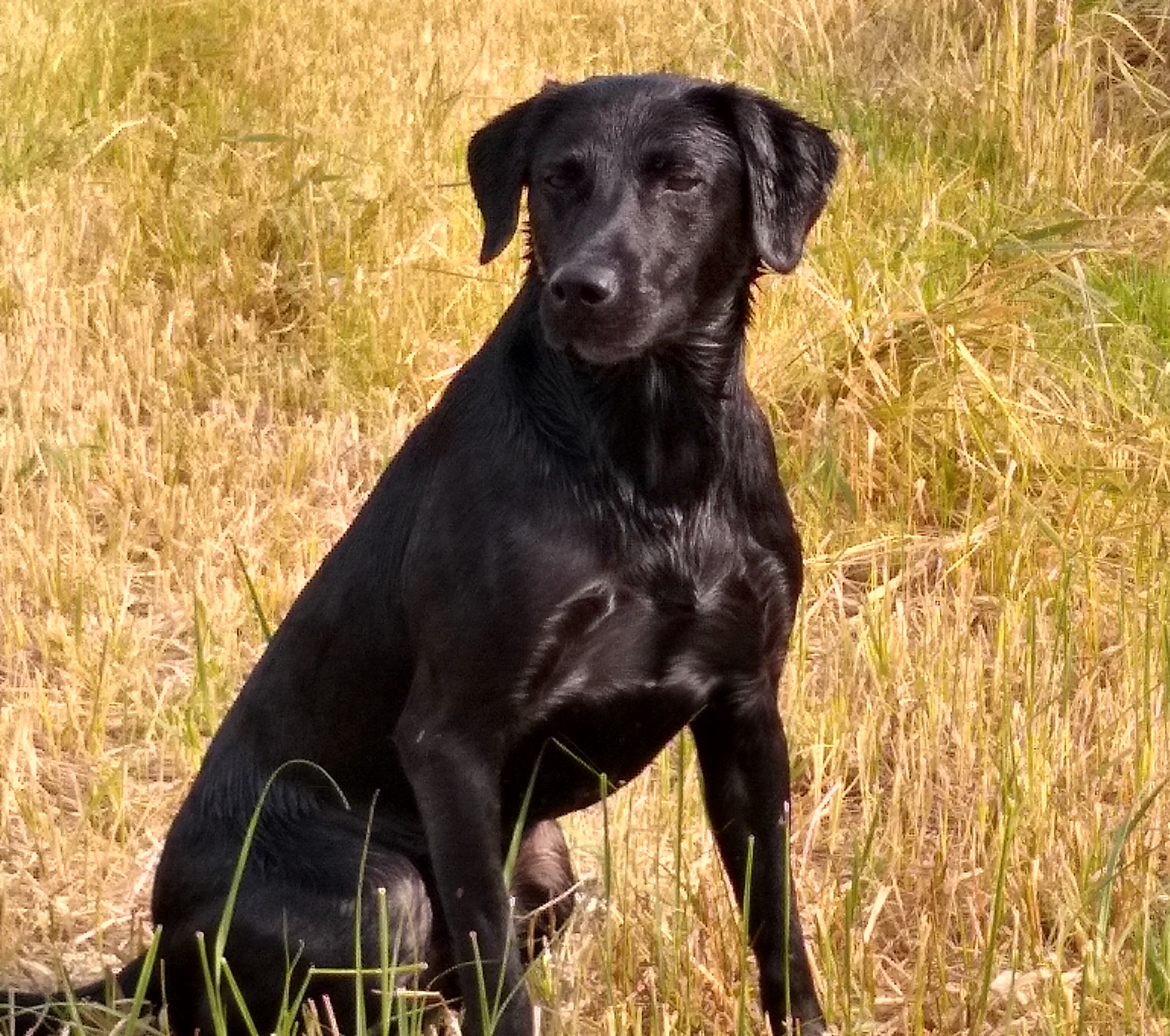 HRCH Gander Views Timbers Eyes B Smilin MH | Black Labrador Retriver