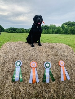 HRCH Big River’s Lonestar | Black Labrador Retriver