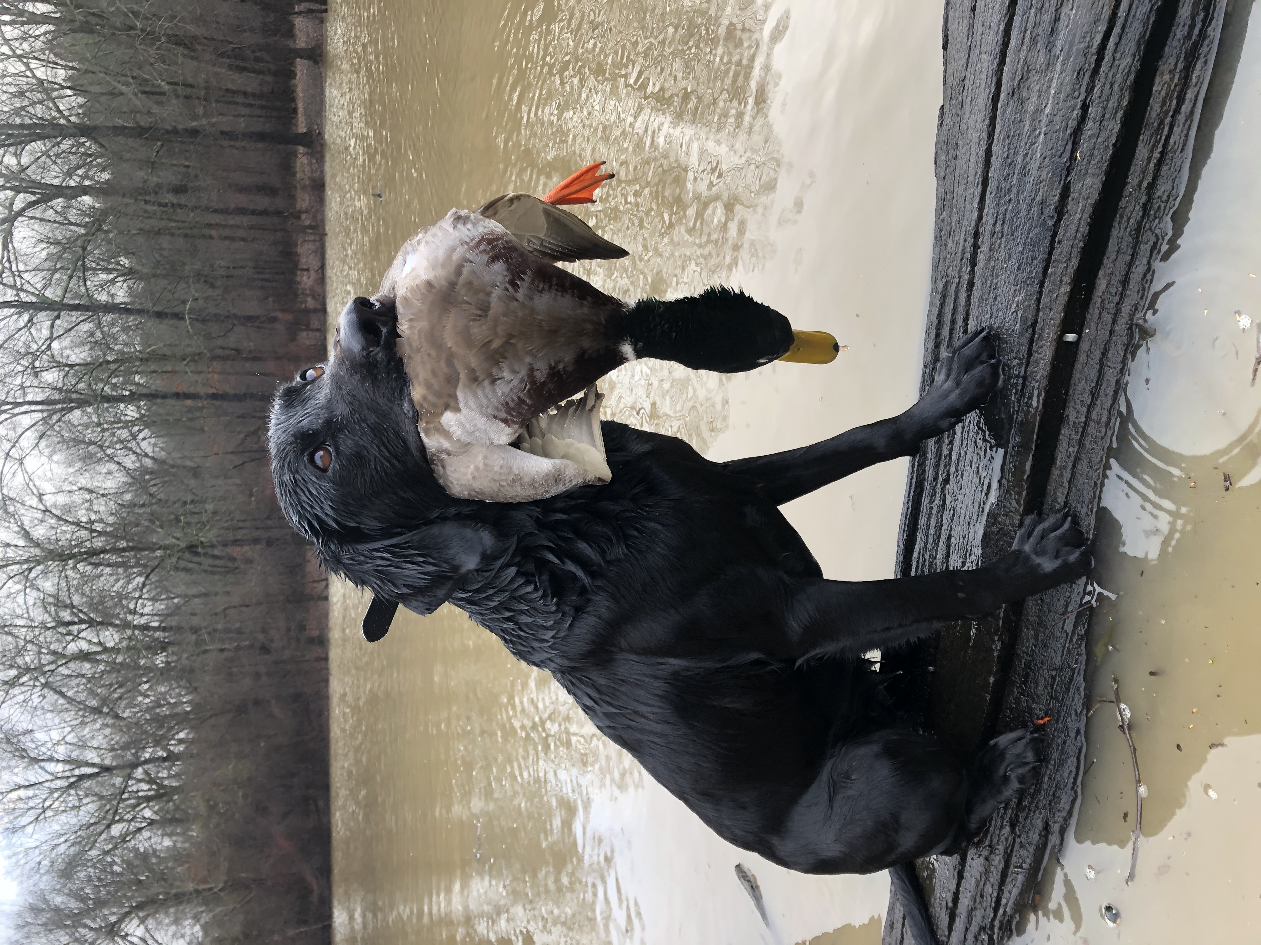 HRCH Soggy Bottoms Lil Black Thunder | Black Labrador Retriver