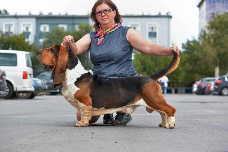 Vezuviy harold | Basset Hound 