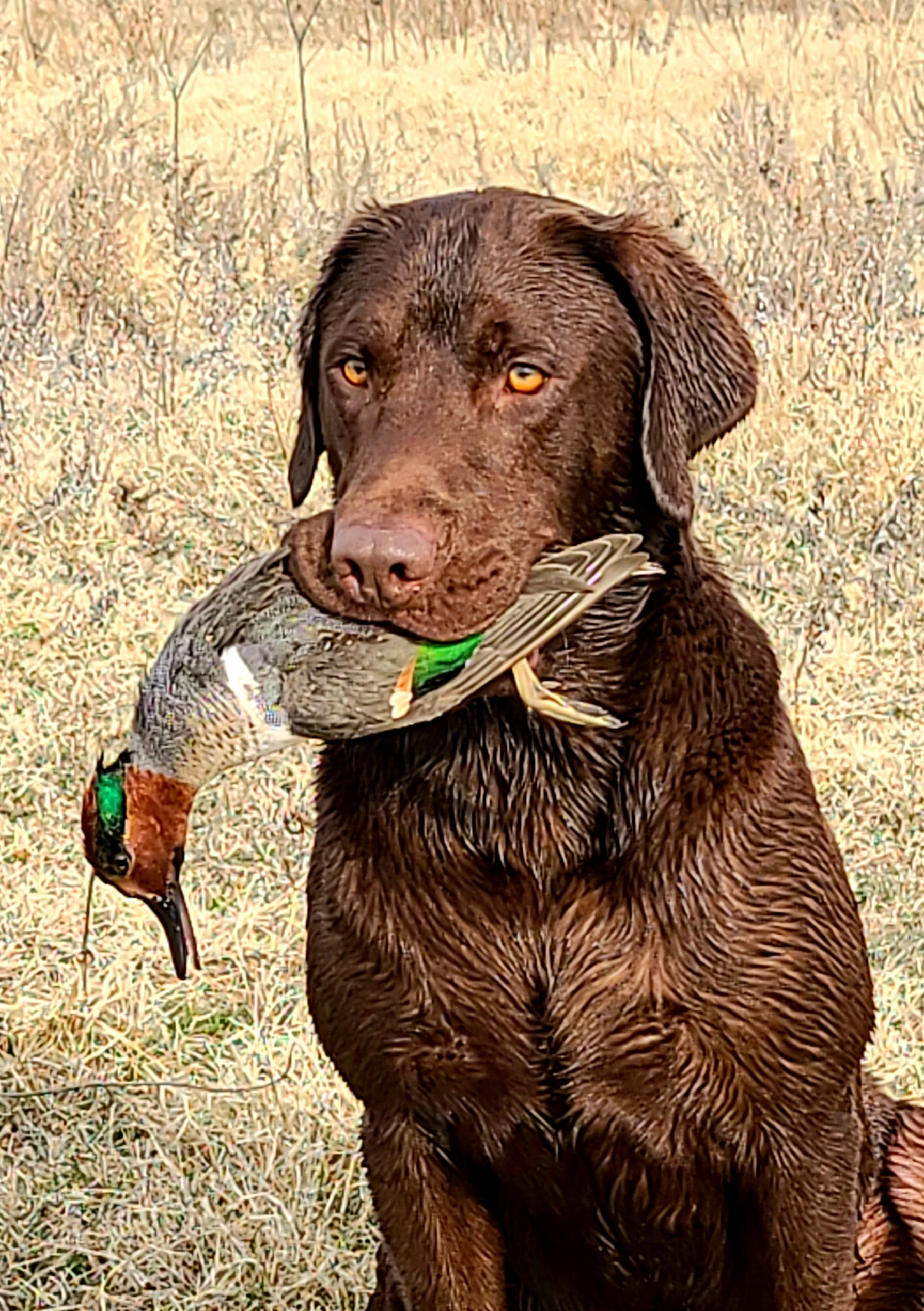 APR HR Prairie Chase Midsummer Night's Dream JH | Chocolate Labrador Retriver