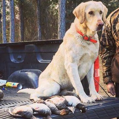 Rambo Teal Commander | Yellow Labrador Retriver