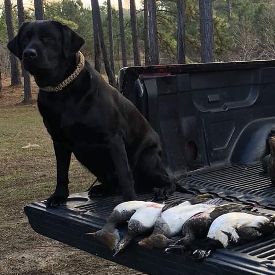 Stella Bell Williams | Black Labrador Retriver