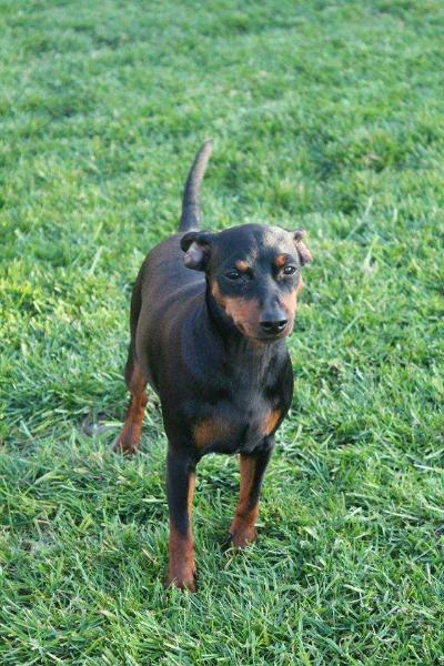 JULIA D'OBREIKA | Miniature Pinscher 